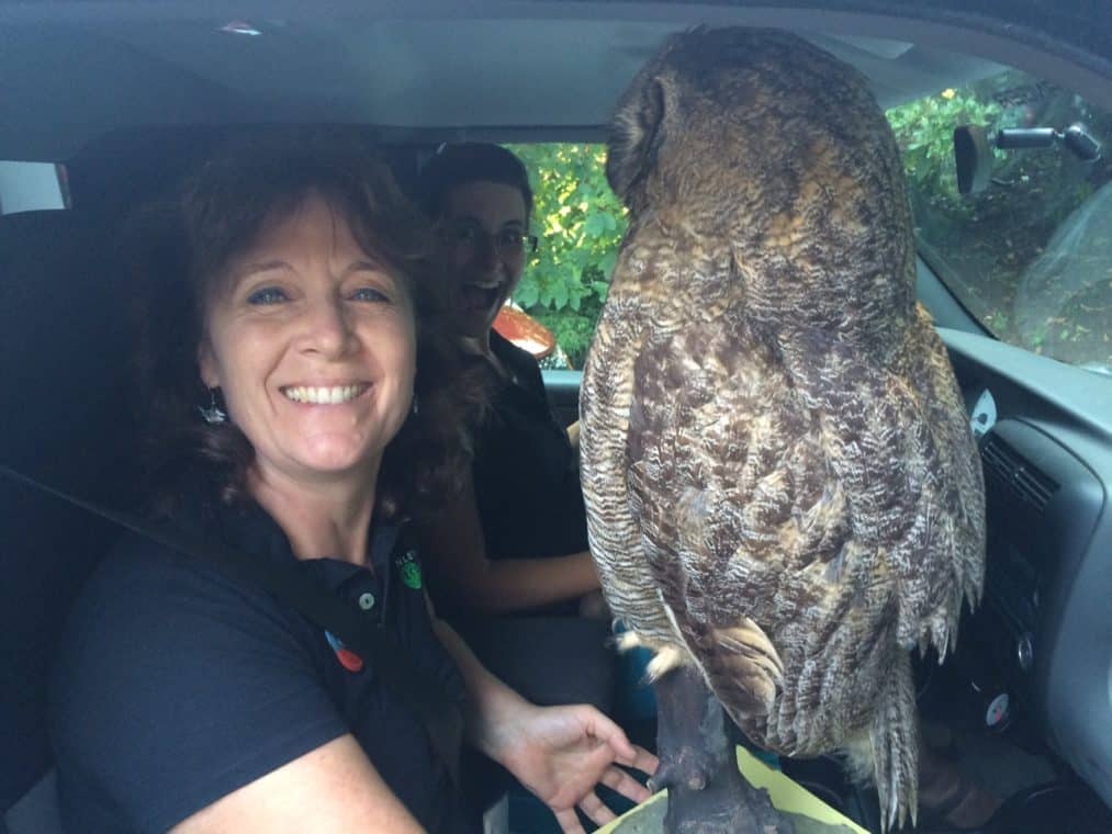 Patricia Thomson holding an owl