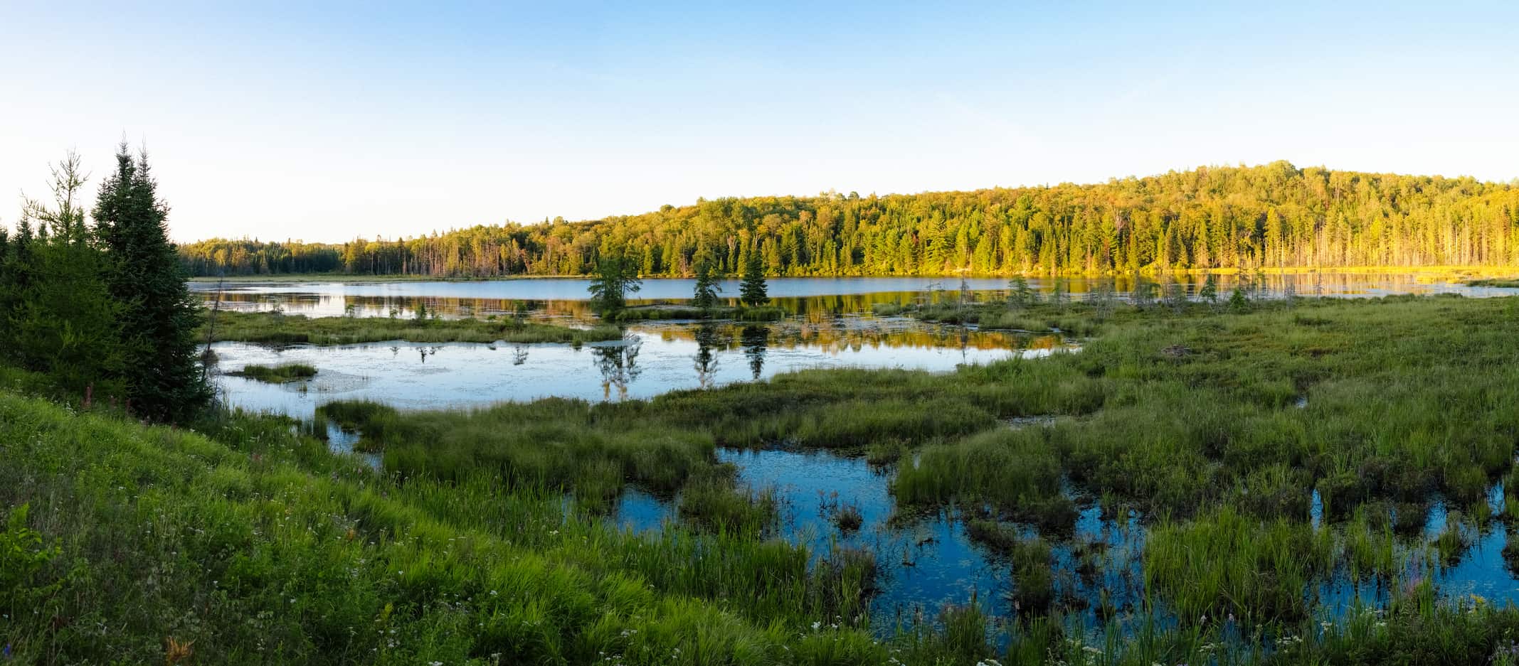 Landscape of wetlands with forest in the background