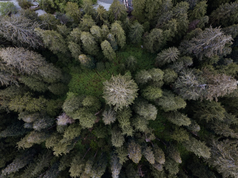 Photo of forest from above, looking down.