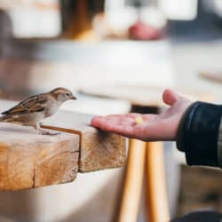a person holding out their hand with food to a sparrow.