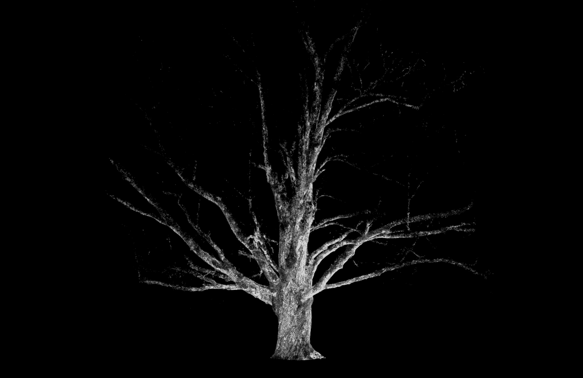 Image of maple tree in black and white.