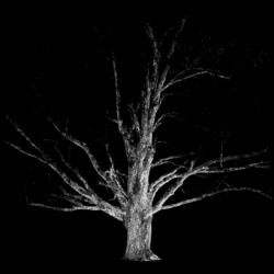 Image of maple tree in black and white.