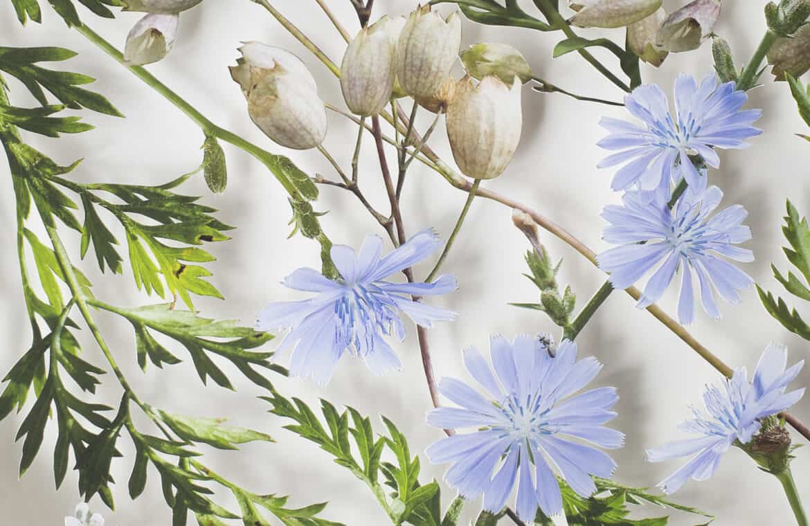 Cut out picture of chicory blooms and leaves.