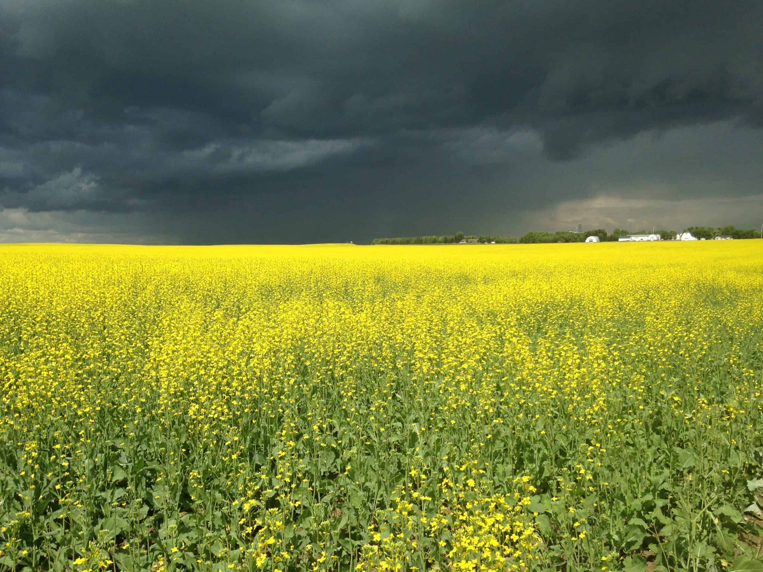 Field of bright yellow with stormy skies.