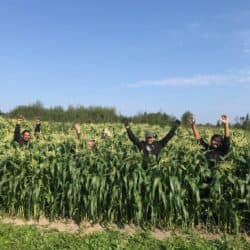 Four people in a cornfield smiling with their hands up. The corn is as high as some of their faces.