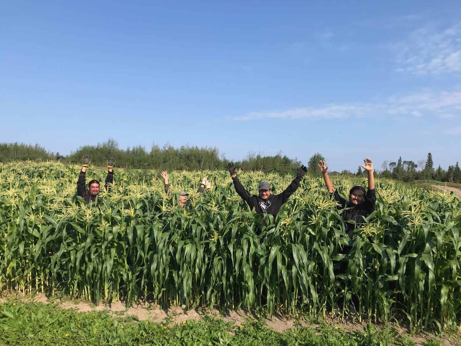 Four people in a cornfield smiling with their hands up. The corn is as high as some of their faces.