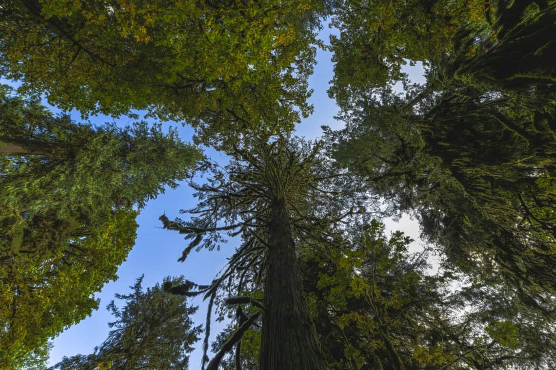 A photo of a tree canopy, looking from the ground up to the sky.