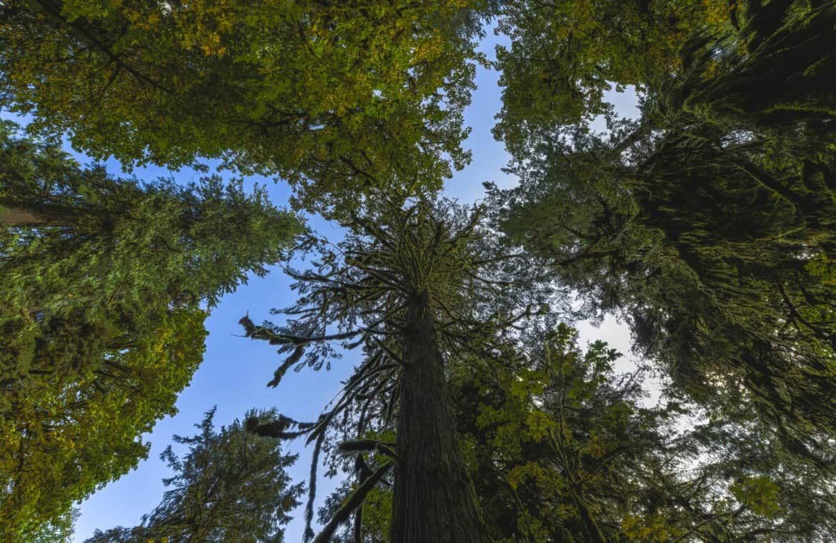 A photo of a tree canopy, looking from the ground up to the sky.