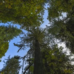 A photo of a tree canopy, looking from the ground up to the sky.
