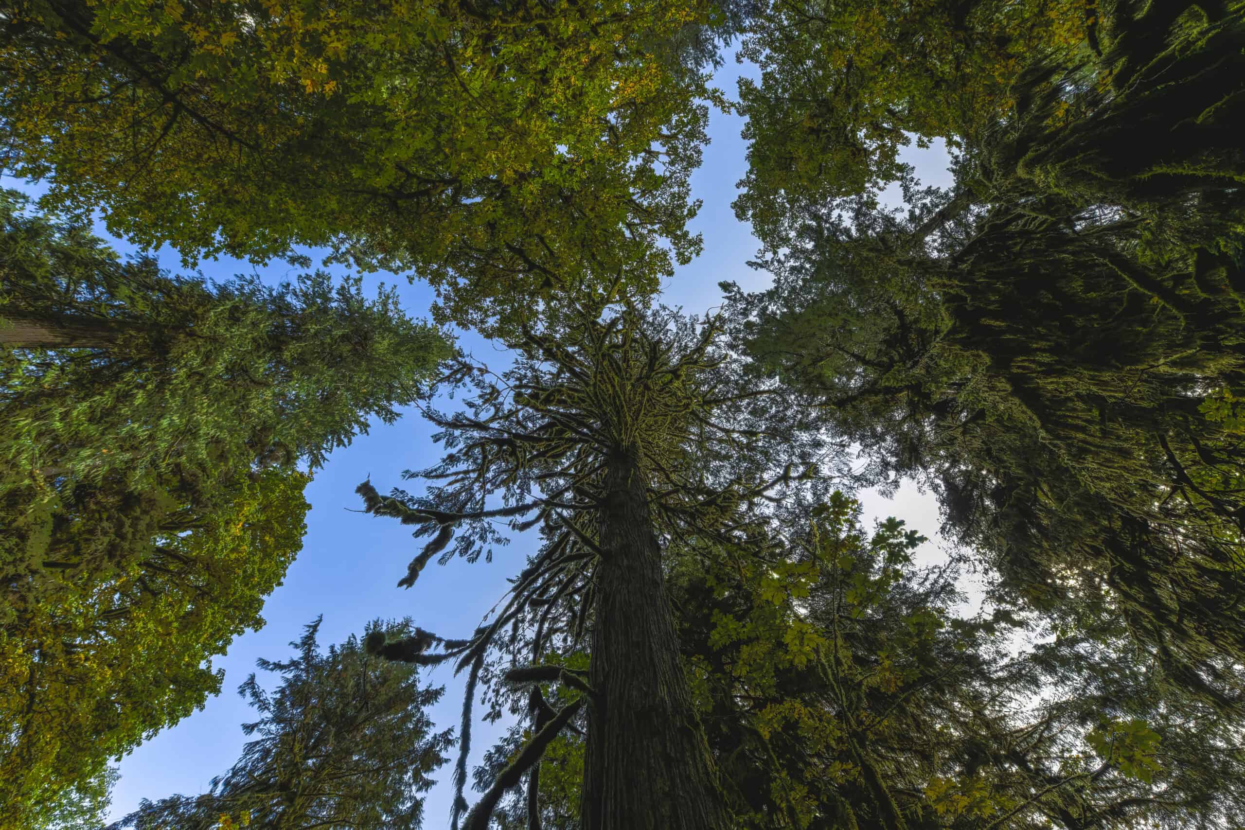 A photo of a tree canopy, looking from the ground up to the sky.