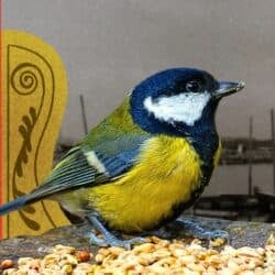 Collage featuring a blue and yellow tit bird