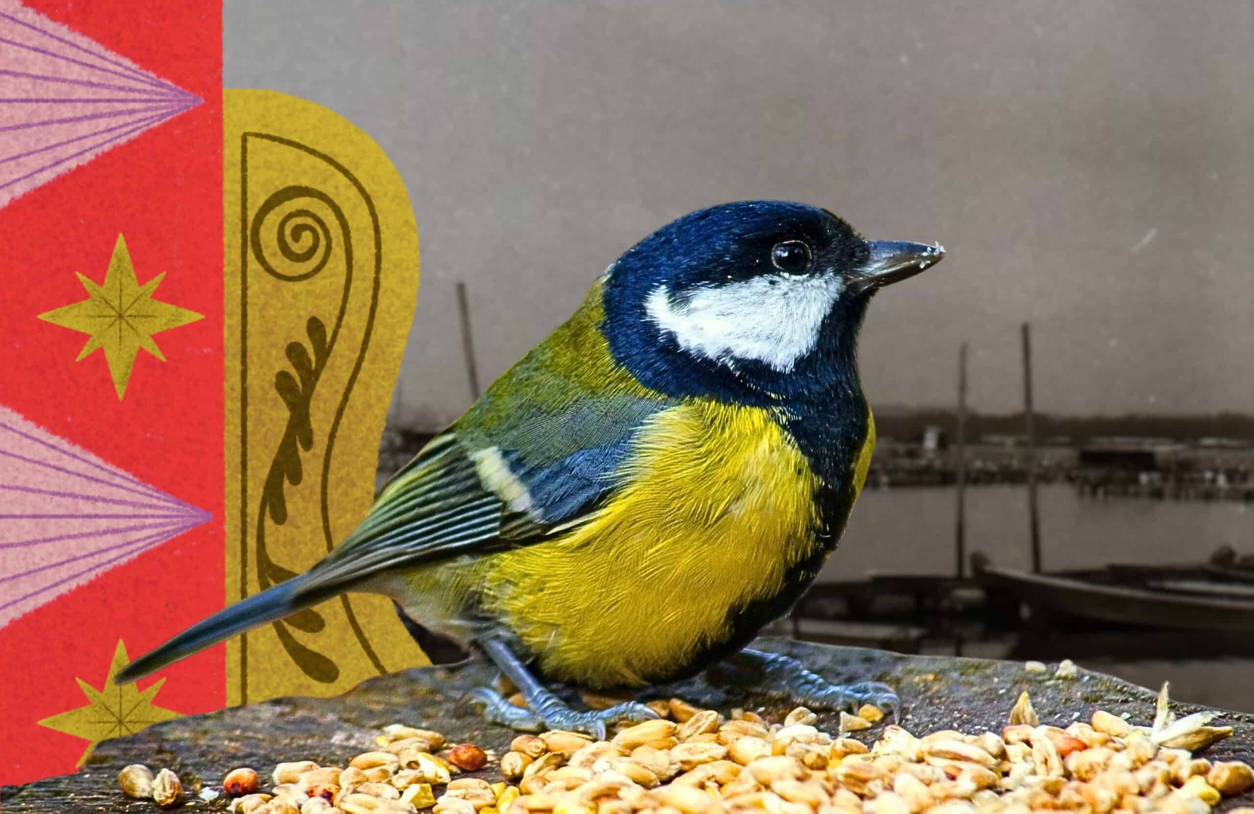 Collage featuring a blue and yellow tit bird